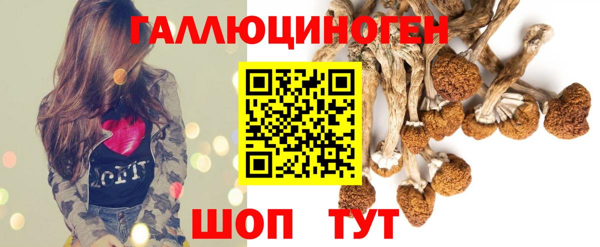 Псилоцибиновые грибы Psilocybine cubensis Димитровград